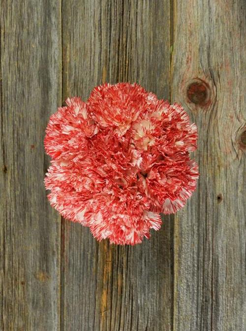 MONTOYA BI-COLOR RED/WHITE CARNATIONS